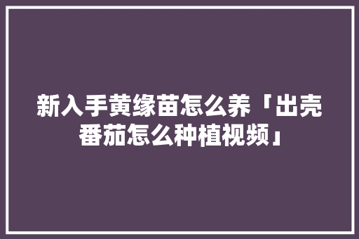 新入手黄缘苗怎么养「出壳番茄怎么种植视频」