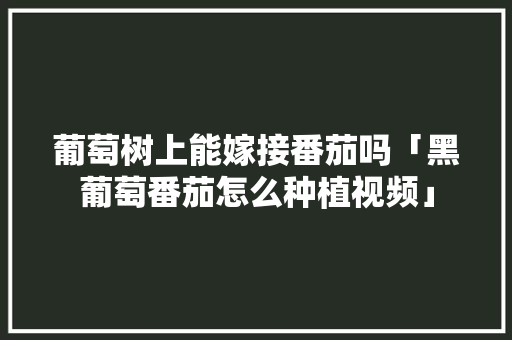 葡萄树上能嫁接番茄吗「黑葡萄番茄怎么种植视频」 葡萄树上能嫁接番茄吗「黑葡萄番茄怎么种植视频」 番茄种植技巧