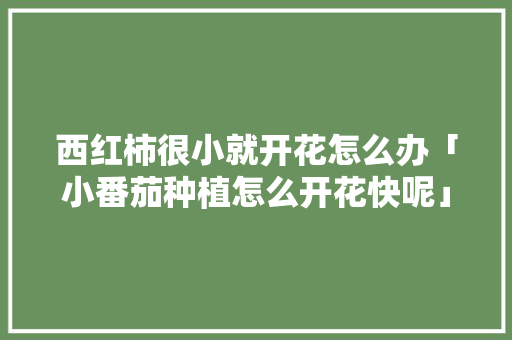 西红柿很小就开花怎么办「小番茄种植怎么开花快呢」