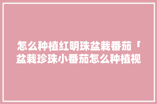 怎么种植红明珠盆栽番茄「盆栽珍珠小番茄怎么种植视频」 怎么种植红明珠盆栽番茄「盆栽珍珠小番茄怎么种植视频」 番茄种植技巧