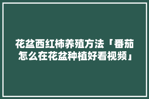 花盆西红柿养殖方法「番茄怎么在花盆种植好看视频」 花盆西红柿养殖方法「番茄怎么在花盆种植好看视频」 番茄种植技巧