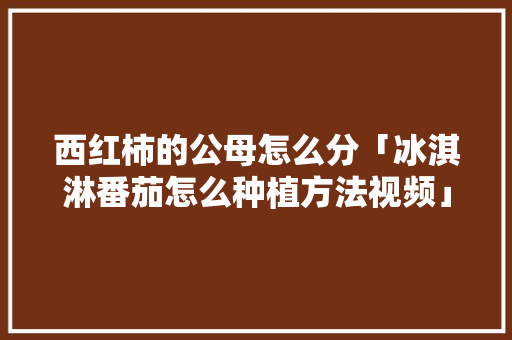 西红柿的公母怎么分「冰淇淋番茄怎么种植方法视频」