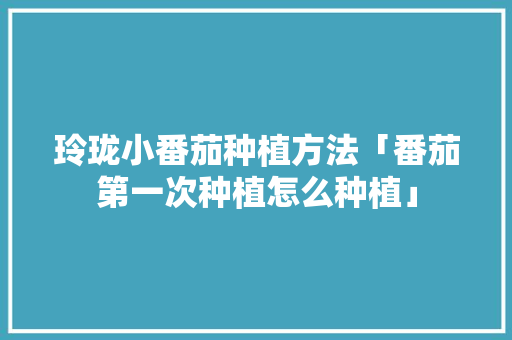 玲珑小番茄种植方法「番茄第一次种植怎么种植」