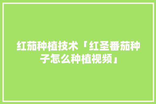 红茄种植技术「红圣番茄种子怎么种植视频」 红茄种植技术「红圣番茄种子怎么种植视频」 番茄种植技巧