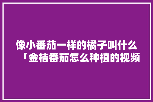 像小番茄一样的橘子叫什么「金桔番茄怎么种植的视频」