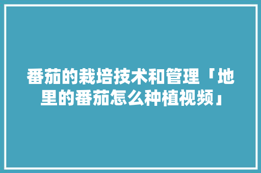 番茄的栽培技术和管理「地里的番茄怎么种植视频」