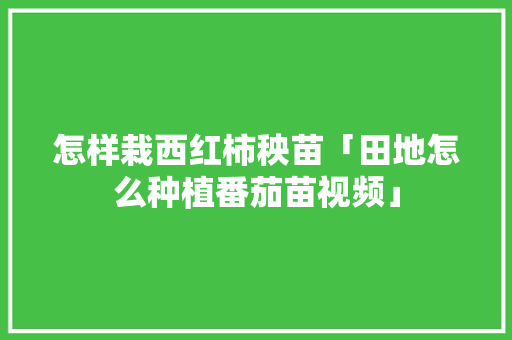 怎样栽西红柿秧苗「田地怎么种植番茄苗视频」 怎样栽西红柿秧苗「田地怎么种植番茄苗视频」 花朵知识