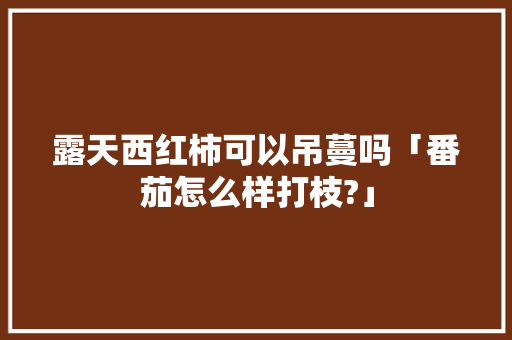 露天西红柿可以吊蔓吗「番茄怎么样打枝?」 露天西红柿可以吊蔓吗「番茄怎么样打枝?」 植物种类