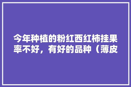 今年种植的粉红西红柿挂果率不好，有好的品种（薄皮深粉）推荐吗「紫皮球番茄种子怎么种植视频」 今年种植的粉红西红柿挂果率不好，有好的品种（薄皮深粉）推荐吗「紫皮球番茄种子怎么种植视频」 土壤施肥