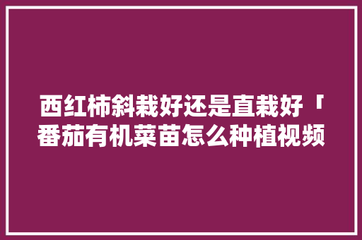 西红柿斜栽好还是直栽好「番茄有机菜苗怎么种植视频」 西红柿斜栽好还是直栽好「番茄有机菜苗怎么种植视频」 番茄种植技巧