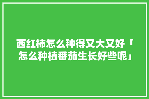 西红柿怎么种得又大又好「怎么种植番茄生长好些呢」 西红柿怎么种得又大又好「怎么种植番茄生长好些呢」 农业常识