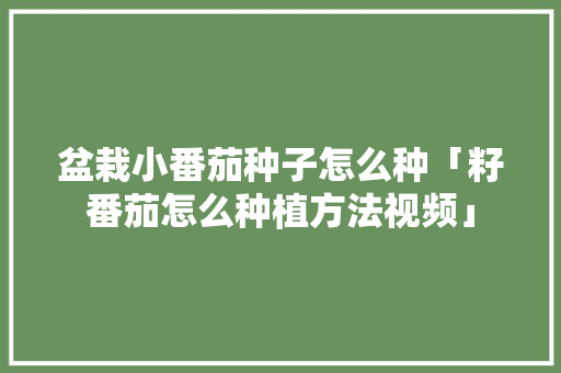盆栽小番茄种子怎么种「籽番茄怎么种植方法视频」 盆栽小番茄种子怎么种「籽番茄怎么种植方法视频」 花朵知识