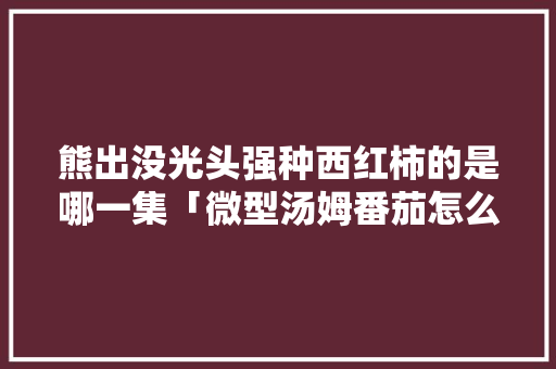 熊出没光头强种西红柿的是哪一集「微型汤姆番茄怎么种植视频」