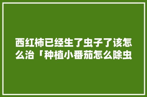 西红柿已经生了虫子了该怎么治「种植小番茄怎么除虫害呢」