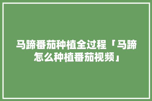 马蹄番茄种植全过程「马蹄怎么种植番茄视频」 土壤施肥 马蹄番茄种植全过程「马蹄怎么种植番茄视频」 马蹄番茄种植全过程「马蹄怎么种植番茄视频」 土壤施肥