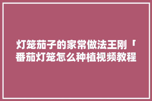 灯笼茄子的家常做法王刚「番茄灯笼怎么种植视频教程」 灯笼茄子的家常做法王刚「番茄灯笼怎么种植视频教程」 番茄种植技巧