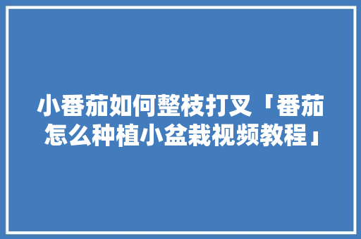 小番茄如何整枝打叉「番茄怎么种植小盆栽视频教程」 小番茄如何整枝打叉「番茄怎么种植小盆栽视频教程」 农业常识