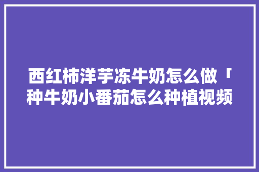 西红柿洋芋冻牛奶怎么做「种牛奶小番茄怎么种植视频」