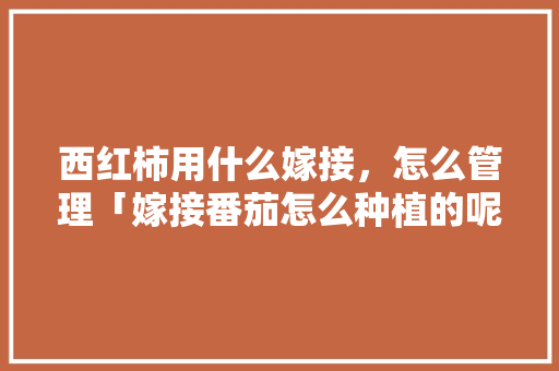 西红柿用什么嫁接，怎么管理「嫁接番茄怎么种植的呢视频」
