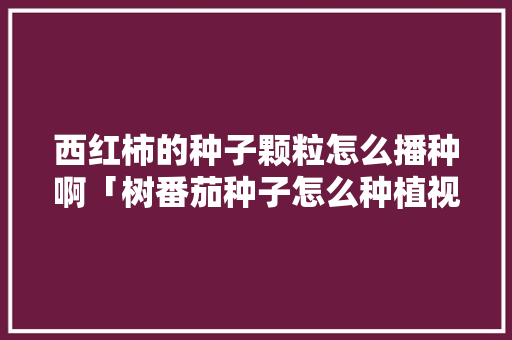 西红柿的种子颗粒怎么播种啊「树番茄种子怎么种植视频」 西红柿的种子颗粒怎么播种啊「树番茄种子怎么种植视频」 土壤施肥