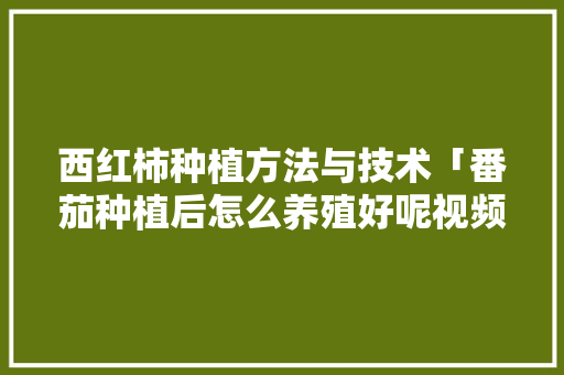 西红柿种植方法与技术「番茄种植后怎么养殖好呢视频」 西红柿种植方法与技术「番茄种植后怎么养殖好呢视频」 番茄种植技巧