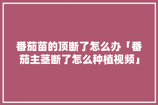 番茄苗的顶断了怎么办「番茄主茎断了怎么种植视频」 番茄苗的顶断了怎么办「番茄主茎断了怎么种植视频」 花朵知识