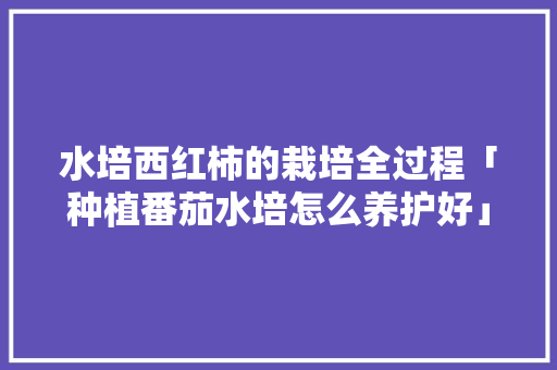 水培西红柿的栽培全过程「种植番茄水培怎么养护好」 水培西红柿的栽培全过程「种植番茄水培怎么养护好」 农业常识