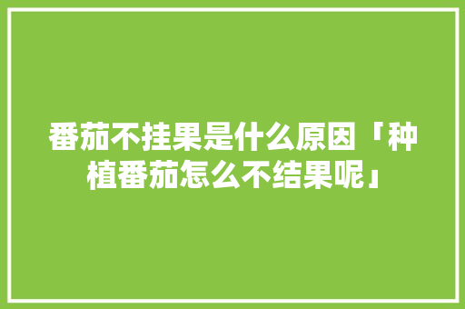 番茄不挂果是什么原因「种植番茄怎么不结果呢」 番茄不挂果是什么原因「种植番茄怎么不结果呢」 植物种类