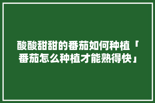 酸酸甜甜的番茄如何种植「番茄怎么种植才能熟得快」 酸酸甜甜的番茄如何种植「番茄怎么种植才能熟得快」 种植技巧