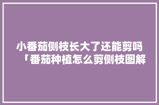 小番茄侧枝长大了还能剪吗「番茄种植怎么剪侧枝图解视频」 小番茄侧枝长大了还能剪吗「番茄种植怎么剪侧枝图解视频」 番茄种植技巧