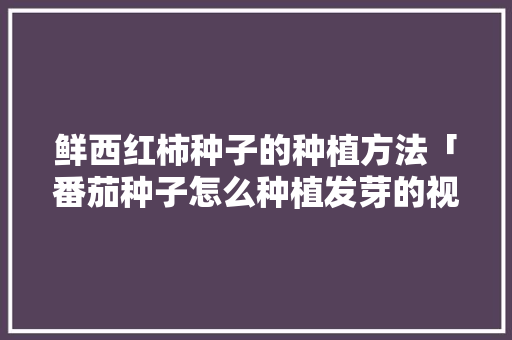 鲜西红柿种子的种植方法「番茄种子怎么种植发芽的视频」 鲜西红柿种子的种植方法「番茄种子怎么种植发芽的视频」 种植技巧
