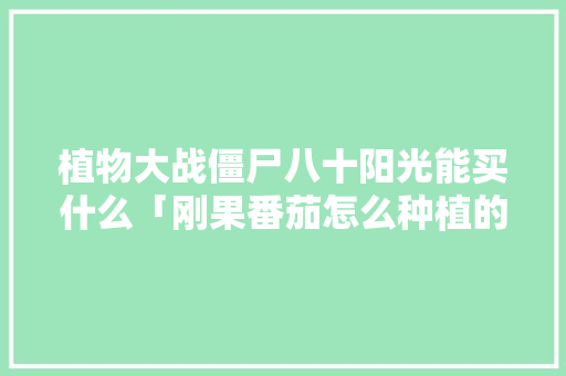 植物大战僵尸八十阳光能买什么「刚果番茄怎么种植的视频」 植物大战僵尸八十阳光能买什么「刚果番茄怎么种植的视频」 种植技巧