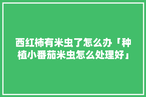 西红柿有米虫了怎么办「种植小番茄米虫怎么处理好」 西红柿有米虫了怎么办「种植小番茄米虫怎么处理好」 种植技巧
