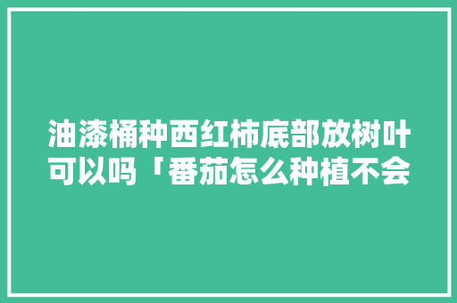 油漆桶种西红柿底部放树叶可以吗「番茄怎么种植不会落叶呢」 油漆桶种西红柿底部放树叶可以吗「番茄怎么种植不会落叶呢」 种植技巧