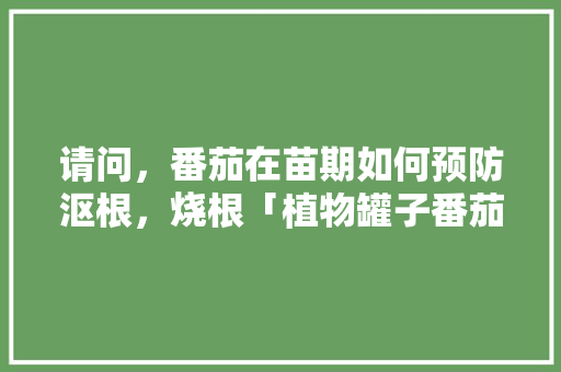 请问，番茄在苗期如何预防沤根，烧根「植物罐子番茄怎么种植的」 请问，番茄在苗期如何预防沤根，烧根「植物罐子番茄怎么种植的」 植物种类