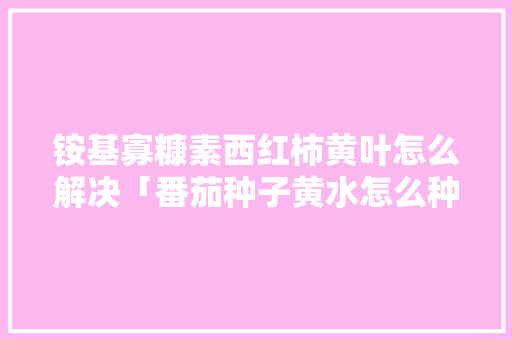 铵基寡糠素西红柿黄叶怎么解决「番茄种子黄水怎么种植视频」