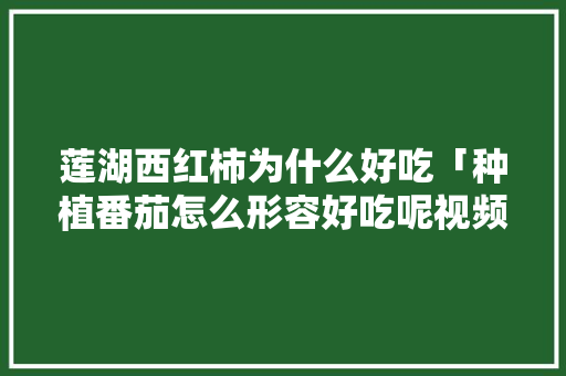 莲湖西红柿为什么好吃「种植番茄怎么形容好吃呢视频」 莲湖西红柿为什么好吃「种植番茄怎么形容好吃呢视频」 番茄种植技巧