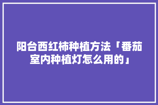 阳台西红柿种植方法「番茄室内种植灯怎么用的」 阳台西红柿种植方法「番茄室内种植灯怎么用的」 农业常识