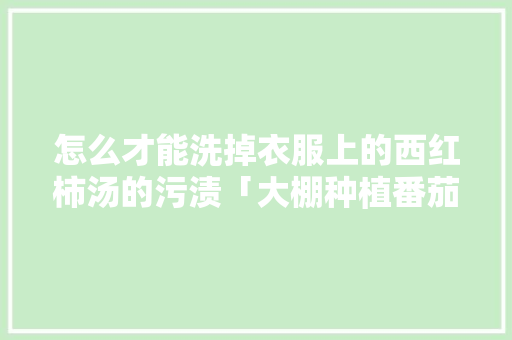 怎么才能洗掉衣服上的西红柿汤的污渍「大棚种植番茄怎么洗干净」