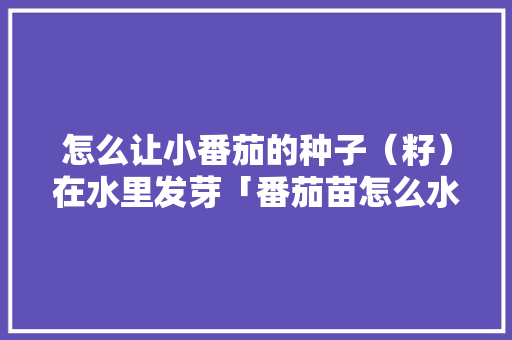 怎么让小番茄的种子（籽）在水里发芽「番茄苗怎么水培种植视频」 怎么让小番茄的种子（籽）在水里发芽「番茄苗怎么水培种植视频」 花朵知识