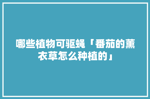 哪些植物可驱蝇「番茄的薰衣草怎么种植的」 哪些植物可驱蝇「番茄的薰衣草怎么种植的」 植物种类