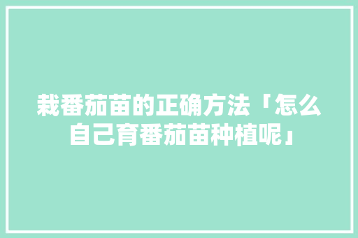 栽番茄苗的正确方法「怎么自己育番茄苗种植呢」 栽番茄苗的正确方法「怎么自己育番茄苗种植呢」 花朵知识
