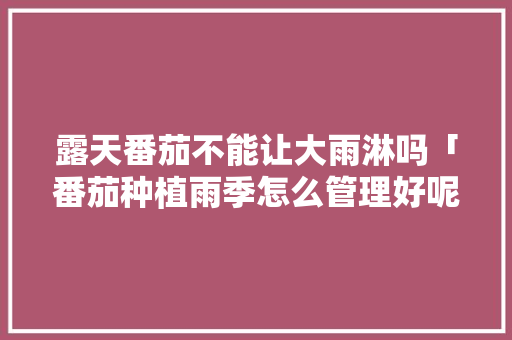 露天番茄不能让大雨淋吗「番茄种植雨季怎么管理好呢」 露天番茄不能让大雨淋吗「番茄种植雨季怎么管理好呢」 花朵知识