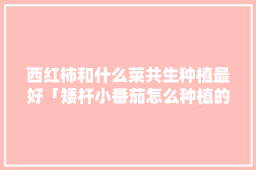 西红柿和什么菜共生种植最好「矮杆小番茄怎么种植的视频」 西红柿和什么菜共生种植最好「矮杆小番茄怎么种植的视频」 农业常识