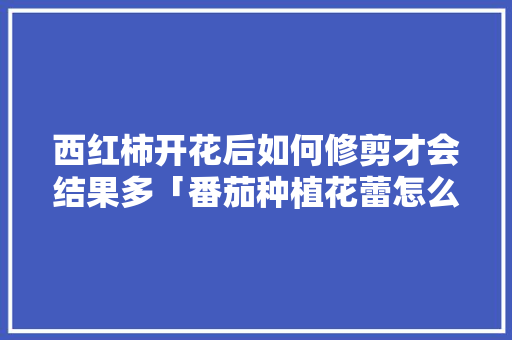 西红柿开花后如何修剪才会结果多「番茄种植花蕾怎么处理好」 西红柿开花后如何修剪才会结果多「番茄种植花蕾怎么处理好」 植物种类