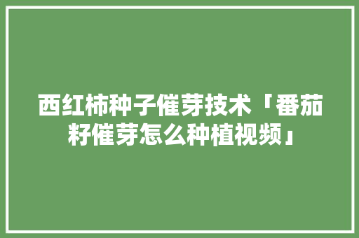 西红柿种子催芽技术「番茄籽催芽怎么种植视频」 西红柿种子催芽技术「番茄籽催芽怎么种植视频」 番茄种植技巧