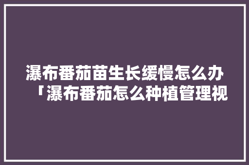 瀑布番茄苗生长缓慢怎么办「瀑布番茄怎么种植管理视频」 瀑布番茄苗生长缓慢怎么办「瀑布番茄怎么种植管理视频」 种植技巧