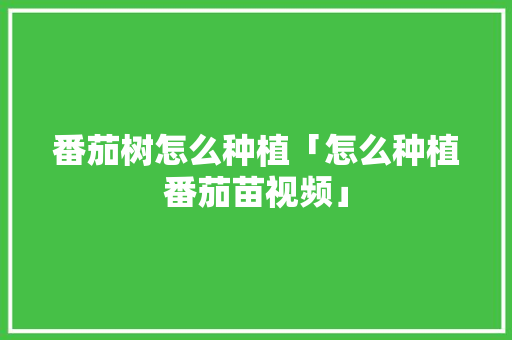 番茄树怎么种植「怎么种植番茄苗视频」 番茄树怎么种植「怎么种植番茄苗视频」 植物种类