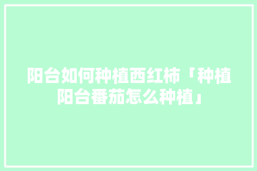 阳台如何种植西红柿「种植阳台番茄怎么种植」 阳台如何种植西红柿「种植阳台番茄怎么种植」 种植技巧