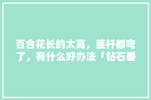 百合花长的太高，茎杆都弯了，有什么好办法「钻石番茄怎么种植的视频」 百合花长的太高，茎杆都弯了，有什么好办法「钻石番茄怎么种植的视频」 农业常识